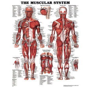 Illustration of the human muscular system with labeled muscles from front and back views.