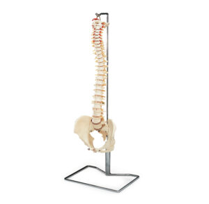 Human spine and pelvis anatomical model on a stand.